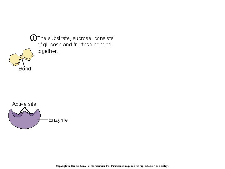 1 The substrate, sucrose, consists of glucose and fructose bonded together. Bond Active site