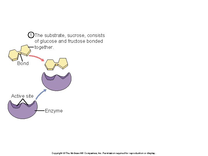 1 The substrate, sucrose, consists of glucose and fructose bonded together. Bond Active site