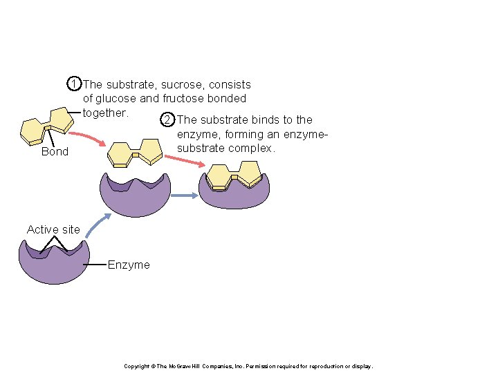 1 The substrate, sucrose, consists of glucose and fructose bonded together. 2 The substrate