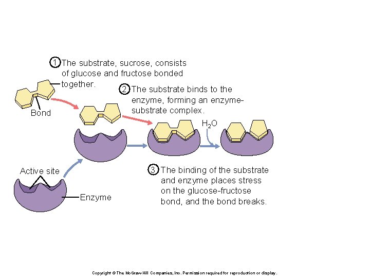 1 The substrate, sucrose, consists of glucose and fructose bonded together. 2 The substrate