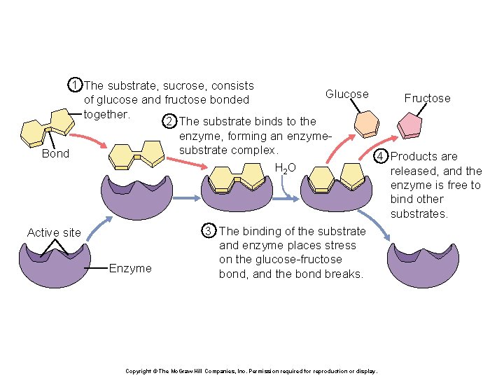 1 The substrate, sucrose, consists Glucose Fructose of glucose and fructose bonded together. 2