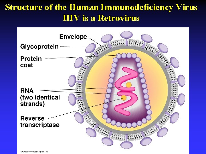 Structure of the Human Immunodeficiency Virus HIV is a Retrovirus Structure of the Human Immunodeficiency Virus HIV is a Retrovirus
