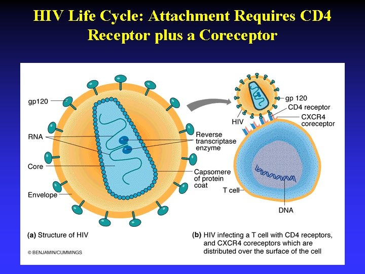 HIV Life Cycle: Attachment Requires CD 4 Receptor plus a Coreceptor HIV Life Cycle: Attachment Requires CD 4 Receptor plus a Coreceptor