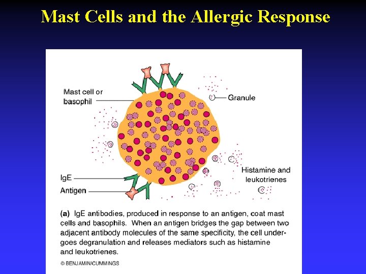 Mast Cells and the Allergic Response Mast Cells and the Allergic Response