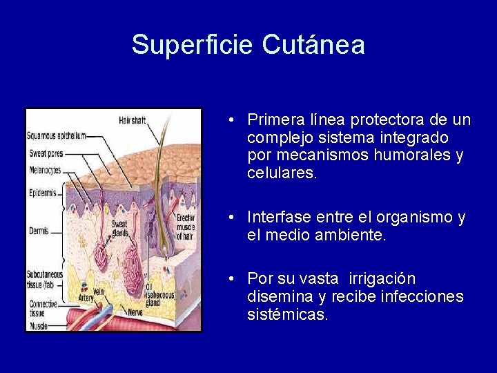 Superficie Cutánea • Primera línea protectora de un complejo sistema integrado por mecanismos humorales