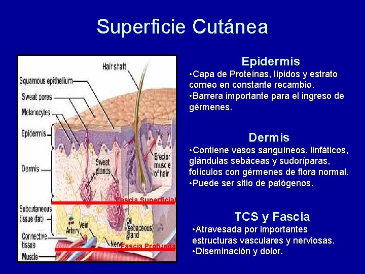 Superficie Cutánea Epidermis • Capa de Proteínas, lípidos y estrato corneo en constante recambio.