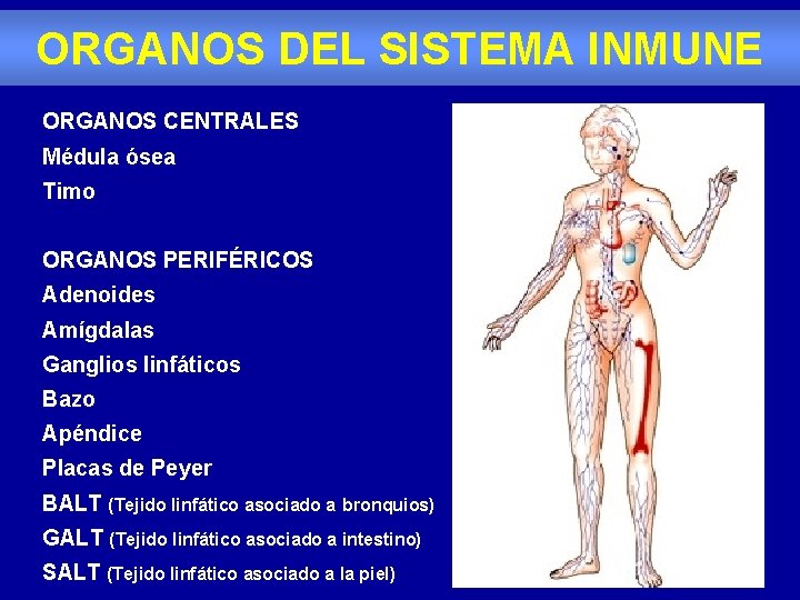 ORGANOS DEL SISTEMA INMUNE ORGANOS CENTRALES Médula ósea Timo ORGANOS PERIFÉRICOS Adenoides Amígdalas Ganglios