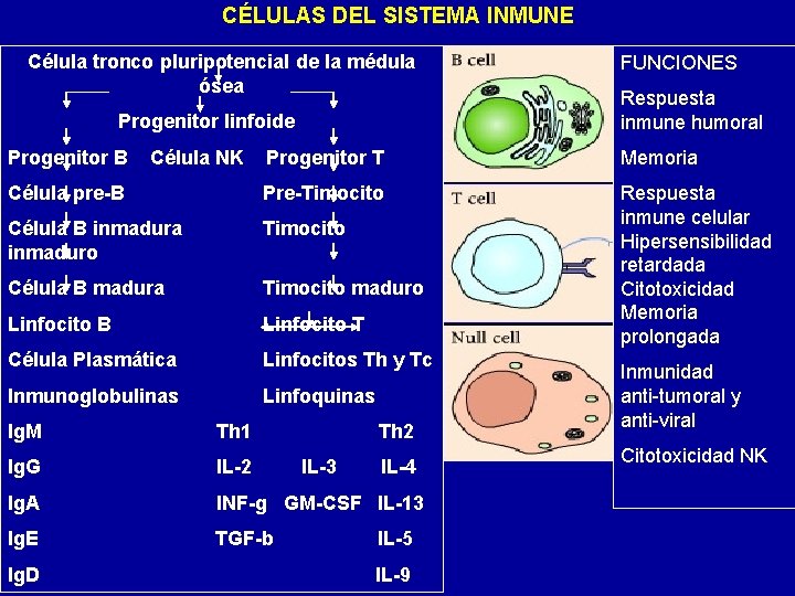 CÉLULAS DEL SISTEMA INMUNE Célula tronco pluripotencial de la médula ósea FUNCIONES Progenitor linfoide