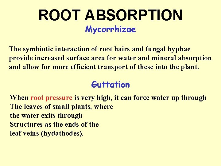 ROOT ABSORPTION Mycorrhizae The symbiotic interaction of root hairs and fungal hyphae provide increased