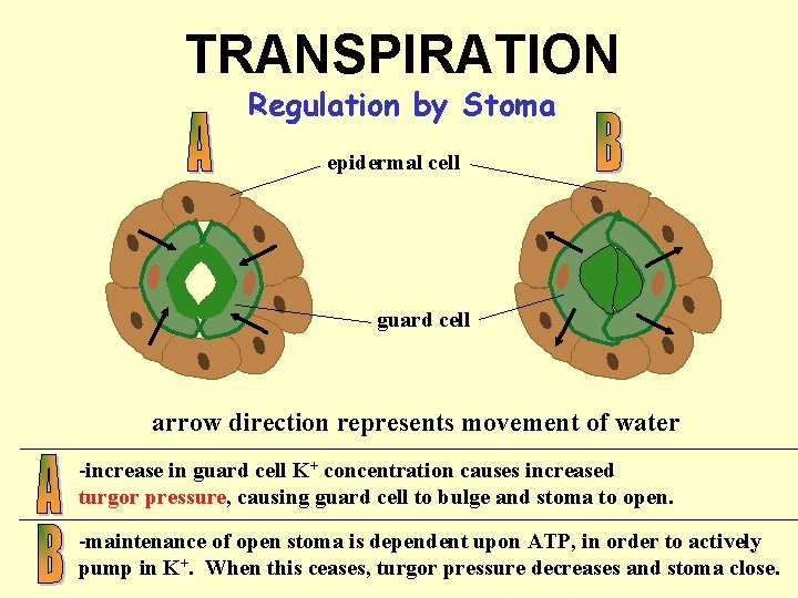 TRANSPIRATION Regulation by Stoma epidermal cell guard cell arrow direction represents movement of water