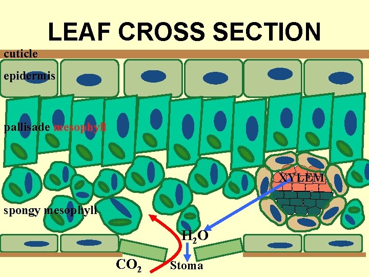 LEAF CROSS SECTION cuticle epidermis pallisade mesophyll XYLEM spongy mesophyll H 2 O CO