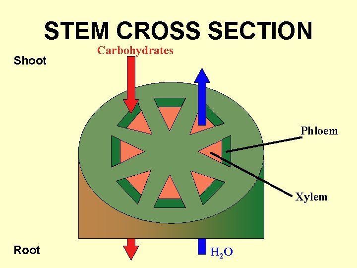 STEM CROSS SECTION Shoot Carbohydrates Phloem Xylem Root H 2 O 