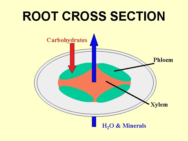 ROOT CROSS SECTION Carbohydrates Phloem Xylem H 2 O & Minerals 