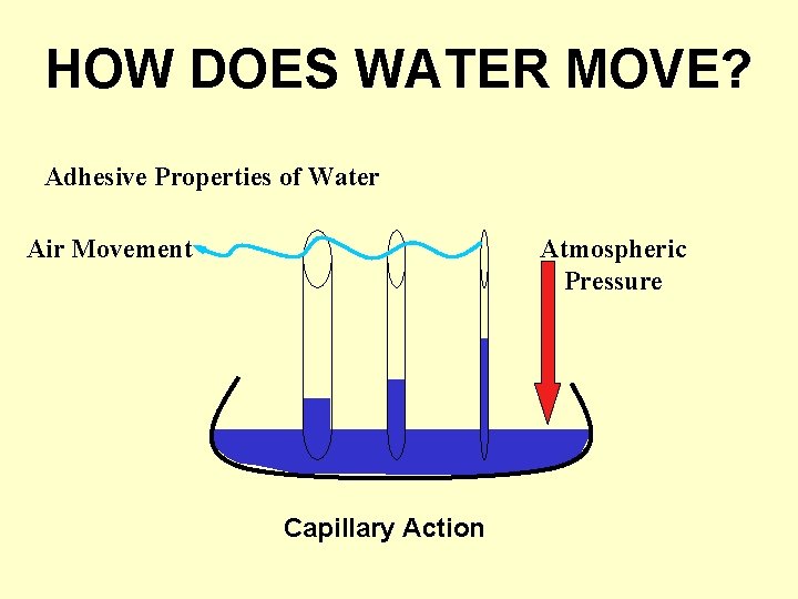 HOW DOES WATER MOVE? Adhesive Properties of Water Air Movement Atmospheric Pressure Capillary Action