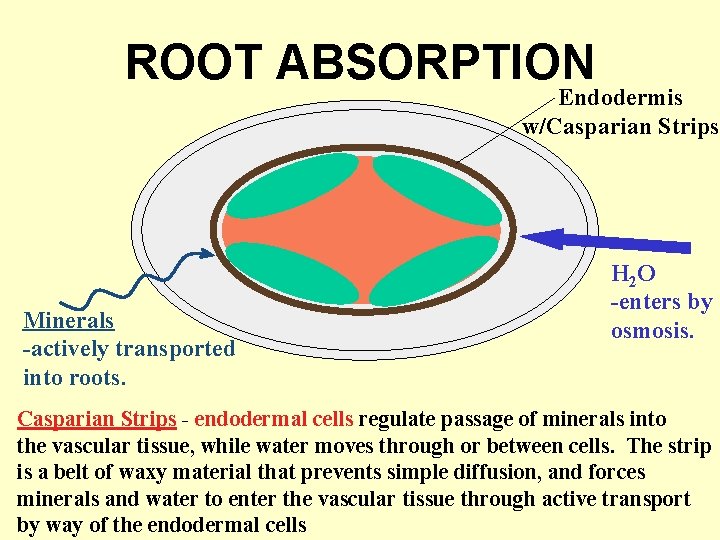 ROOT ABSORPTION Endodermis w/Casparian Strips Minerals -actively transported into roots. H 2 O -enters