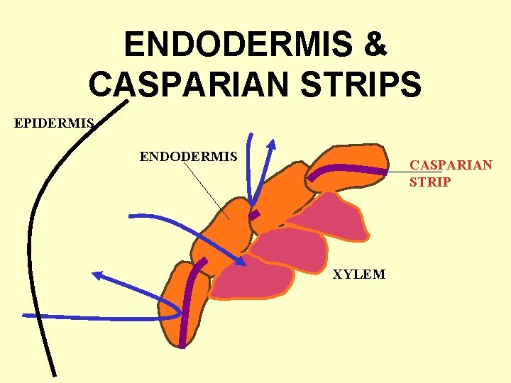 ENDODERMIS & CASPARIAN STRIPS EPIDERMIS ENDODERMIS CASPARIAN STRIP XYLEM 