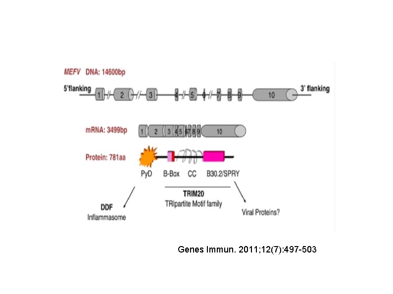 Genes Immun. 2011; 12(7): 497 -503 