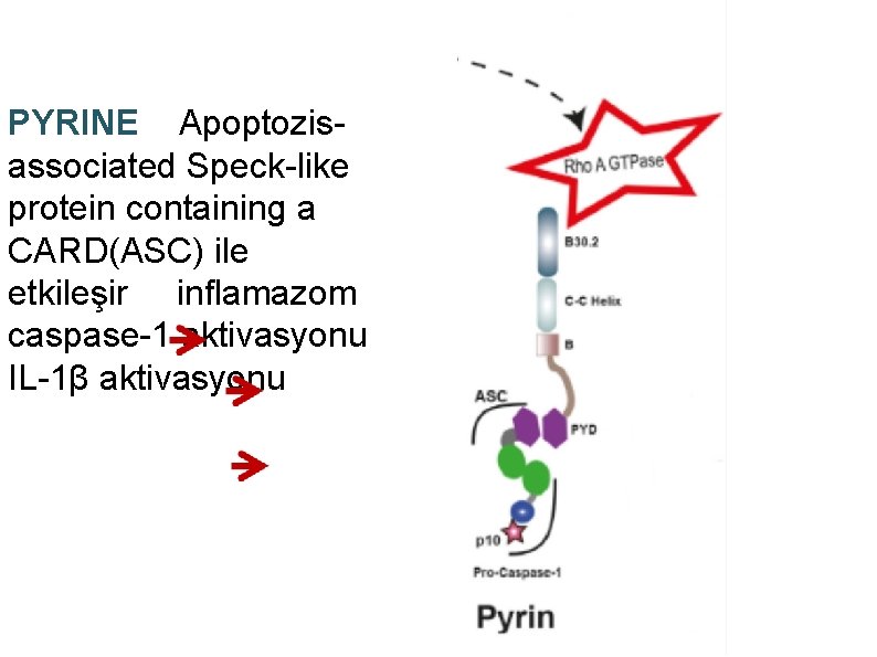 PYRINE Apoptozisassociated Speck-like protein containing a CARD(ASC) ile etkileşir inflamazom caspase-1 aktivasyonu IL-1β aktivasyonu