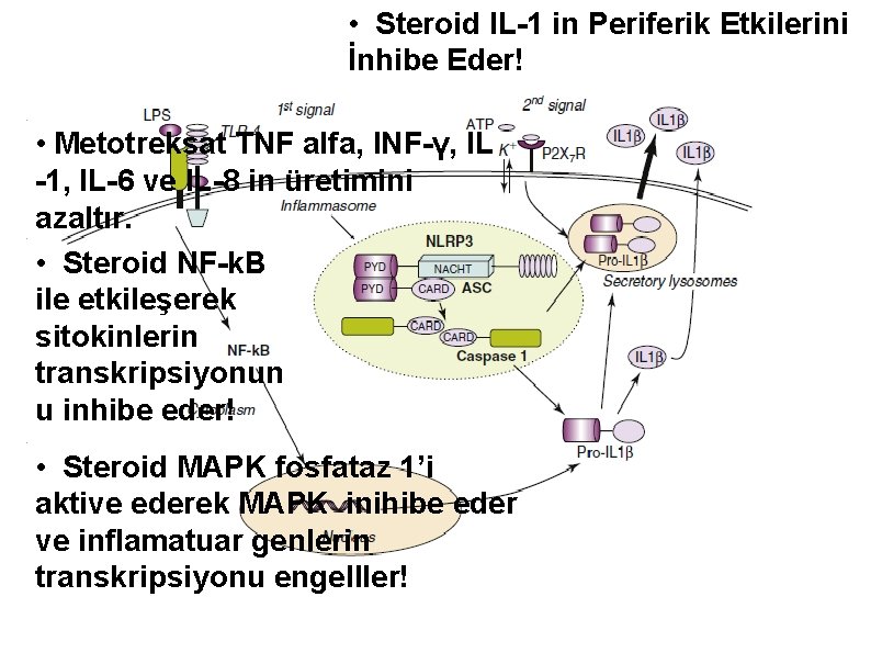  • Steroid IL-1 in Periferik Etkilerini İnhibe Eder! • Metotreksat TNF alfa, INF-γ,