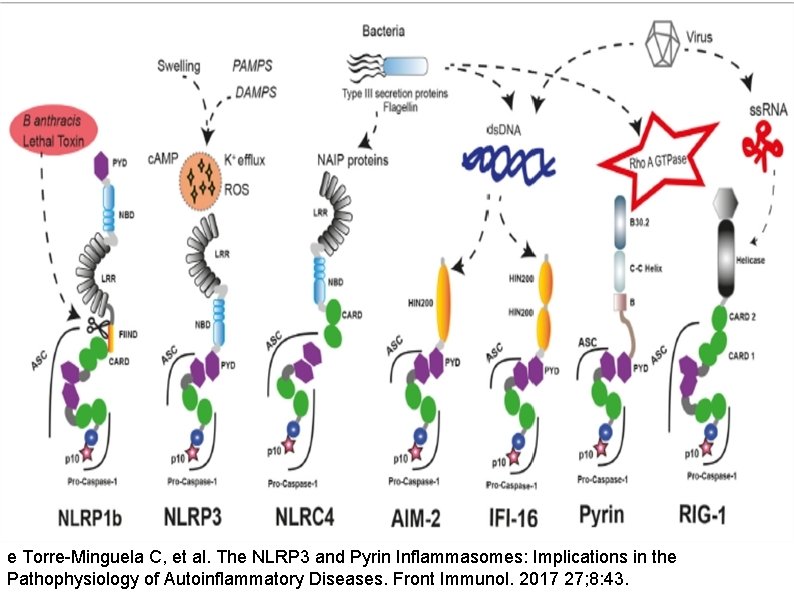 e Torre-Minguela C, et al. The NLRP 3 and Pyrin Inflammasomes: Implications in the