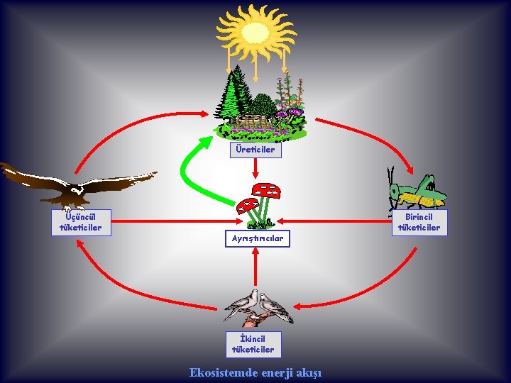 Üreticiler Üçüncül tüketiciler Ayrıştırıcılar İkincil tüketiciler Ekosistemde enerji akışı Birincil tüketiciler 