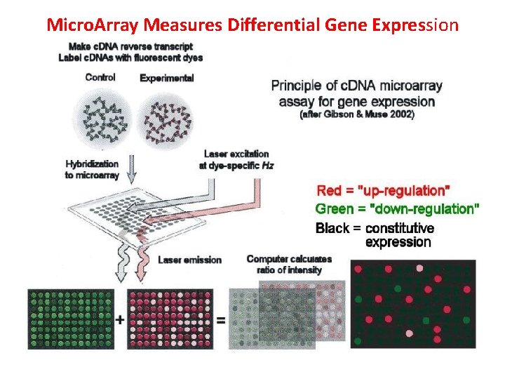 Micro. Array Measures Differential Gene Expression Micro. Array Measures Differential Gene Expression