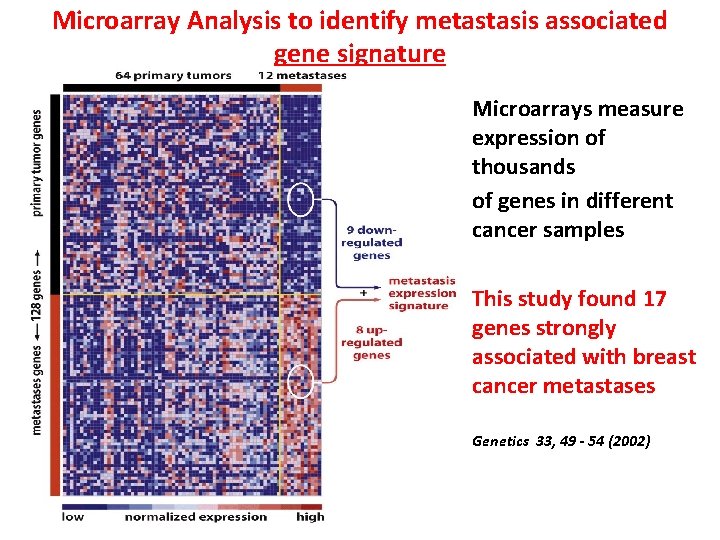 Microarray Analysis to identify metastasis associated gene signature • Microarrays measure expression of thousands Microarray Analysis to identify metastasis associated gene signature • Microarrays measure expression of thousands