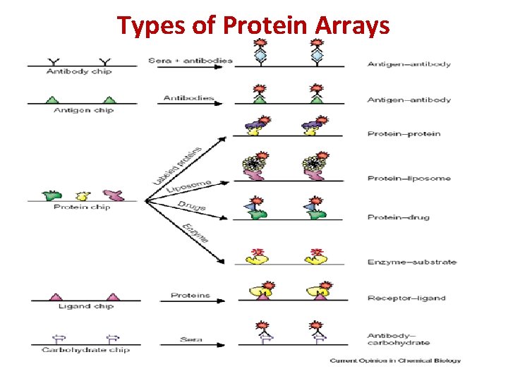 Types of Protein Arrays Types of Protein Arrays
