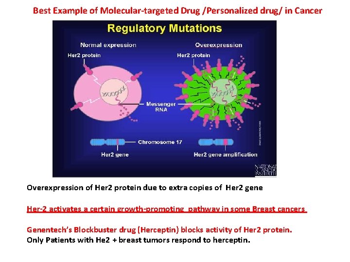 Best Example of Molecular-targeted Drug /Personalized drug/ in Cancer Overexpression of Her 2 protein Best Example of Molecular-targeted Drug /Personalized drug/ in Cancer Overexpression of Her 2 protein