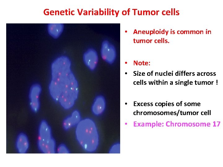 Genetic Variability of Tumor cells • Aneuploidy is common in tumor cells. • Note: Genetic Variability of Tumor cells • Aneuploidy is common in tumor cells. • Note: