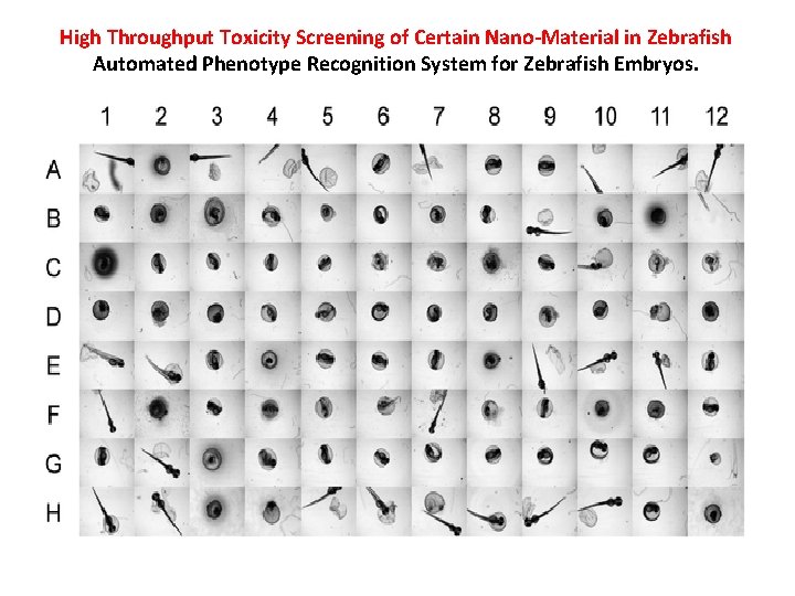 High Throughput Toxicity Screening of Certain Nano-Material in Zebrafish Automated Phenotype Recognition System for High Throughput Toxicity Screening of Certain Nano-Material in Zebrafish Automated Phenotype Recognition System for