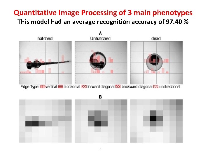Quantitative Image Processing of 3 main phenotypes This model had an average recognition accuracy Quantitative Image Processing of 3 main phenotypes This model had an average recognition accuracy