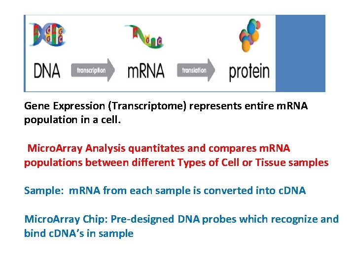 Gene Expression (Transcriptome) represents entire m. RNA population in a cell. Micro. Array Analysis Gene Expression (Transcriptome) represents entire m. RNA population in a cell. Micro. Array Analysis