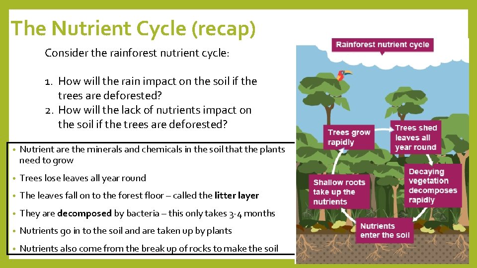 The Nutrient Cycle (recap) Consider the rainforest nutrient cycle: 1. How will the rain
