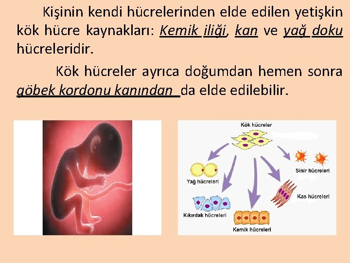 Kişinin kendi hücrelerinden elde edilen yetişkin kök hücre kaynakları: Kemik iliği, kan ve yağ