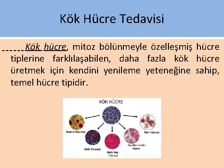 Kök Hücre Tedavisi Kök hücre, mitoz bölünmeyle özelleşmiş hücre tiplerine farklılaşabilen, daha fazla kök