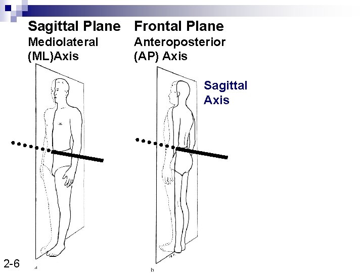 Sagittal Plane Frontal Plane Mediolateral (ML)Axis Anteroposterior (AP) Axis Sagittal Axis 2 -6 
