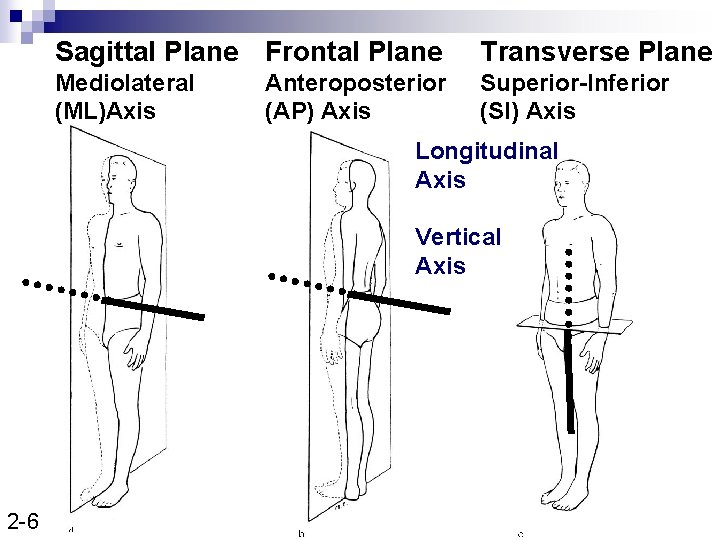 Sagittal Plane Frontal Plane Transverse Plane Mediolateral (ML)Axis Superior-Inferior (SI) Axis Anteroposterior (AP) Axis