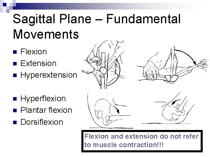Sagittal Plane – Fundamental Movements n n n Flexion Extension Hyperextension Hyperflexion Plantar flexion