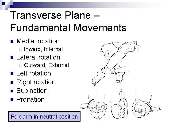 Transverse Plane – Fundamental Movements n Medial rotation ¨ Inward, n Internal Lateral rotation