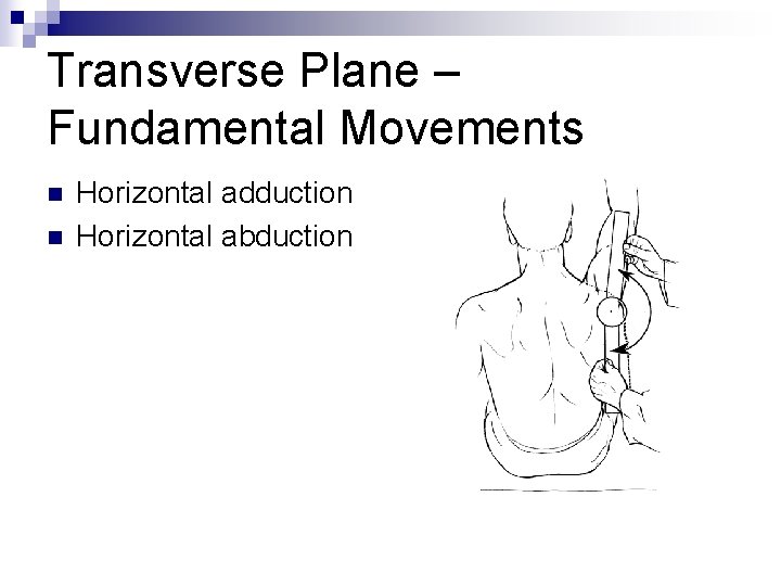 Transverse Plane – Fundamental Movements n n Horizontal adduction Horizontal abduction 