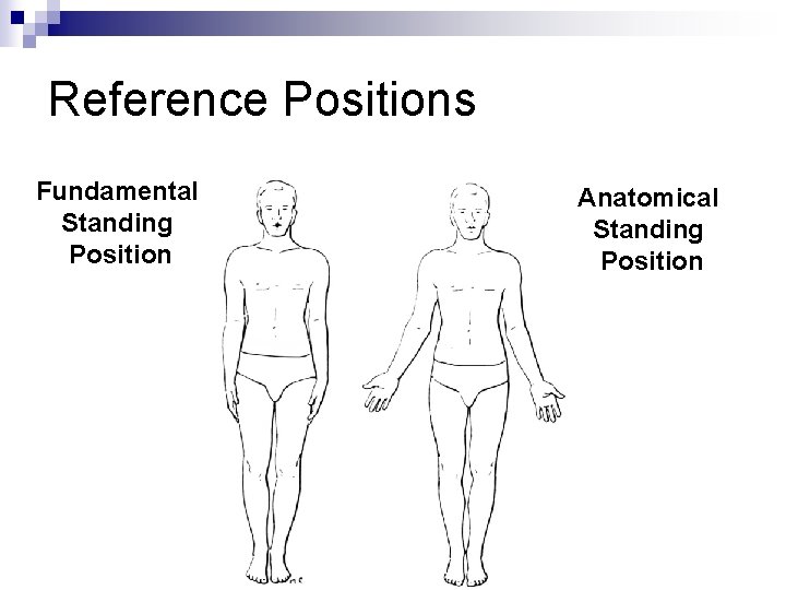 Reference Positions Fundamental Standing Position Fig 2. 9 Anatomical Standing Position 