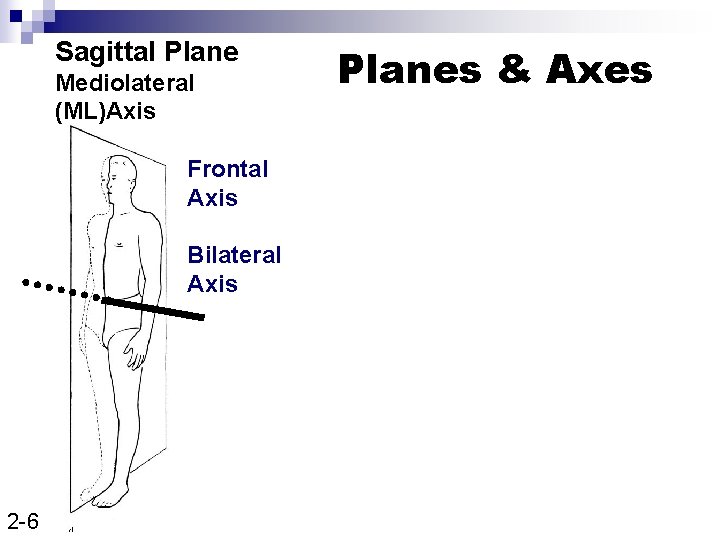 Sagittal Plane Mediolateral (ML)Axis Frontal Axis Bilateral Axis 2 -6 Planes & Axes 