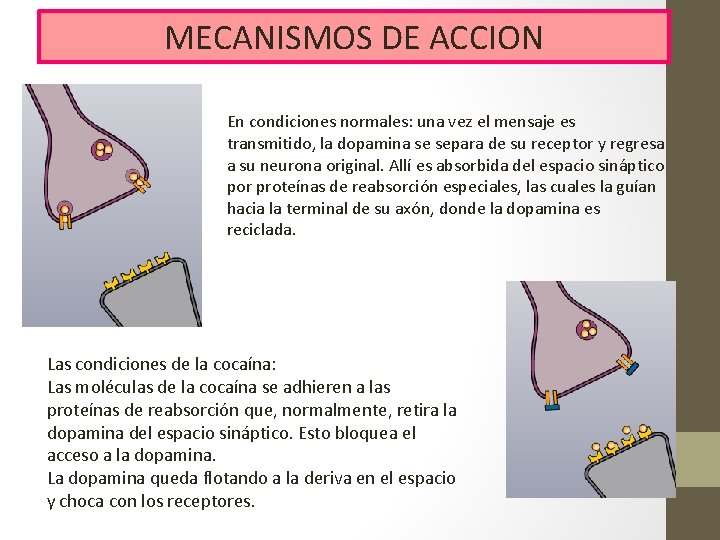 MECANISMOS DE ACCION En condiciones normales: una vez el mensaje es transmitido, la dopamina