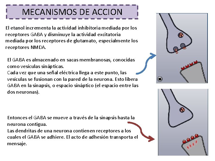 MECANISMOS DE ACCION El etanol incrementa la actividad inhibitoria mediada por los receptores GABA
