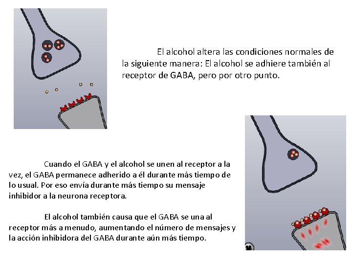 El alcohol altera las condiciones normales de la siguiente manera: El alcohol se adhiere