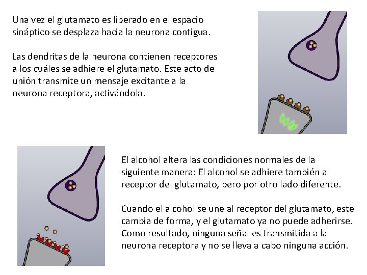 Una vez el glutamato es liberado en el espacio sináptico se desplaza hacia la