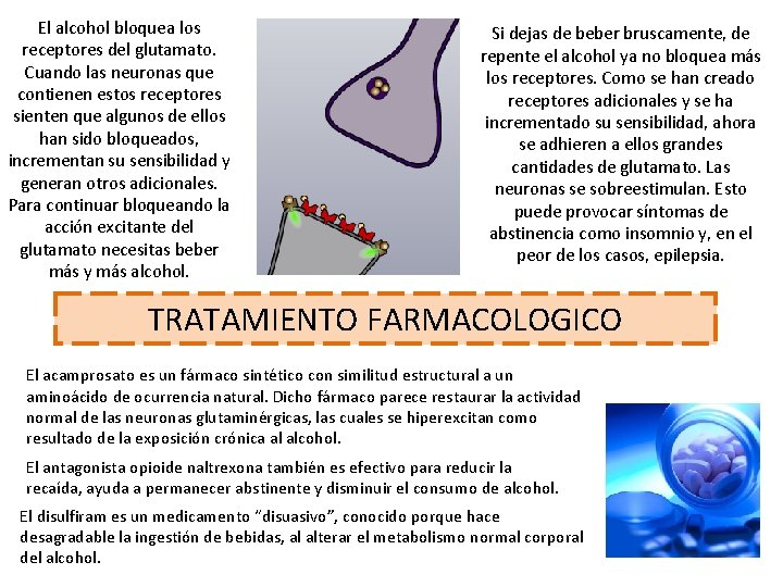 El alcohol bloquea los receptores del glutamato. Cuando las neuronas que contienen estos receptores