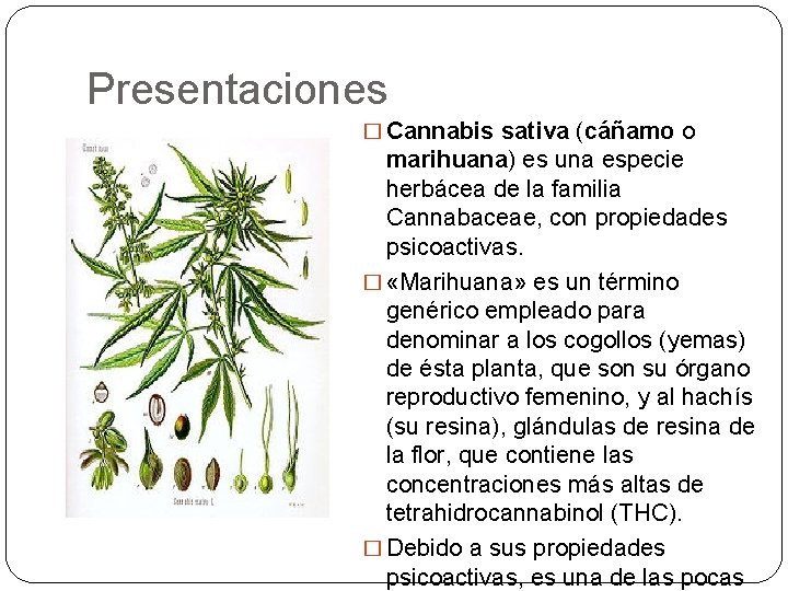 Presentaciones � Cannabis sativa (cáñamo o marihuana) es una especie herbácea de la familia