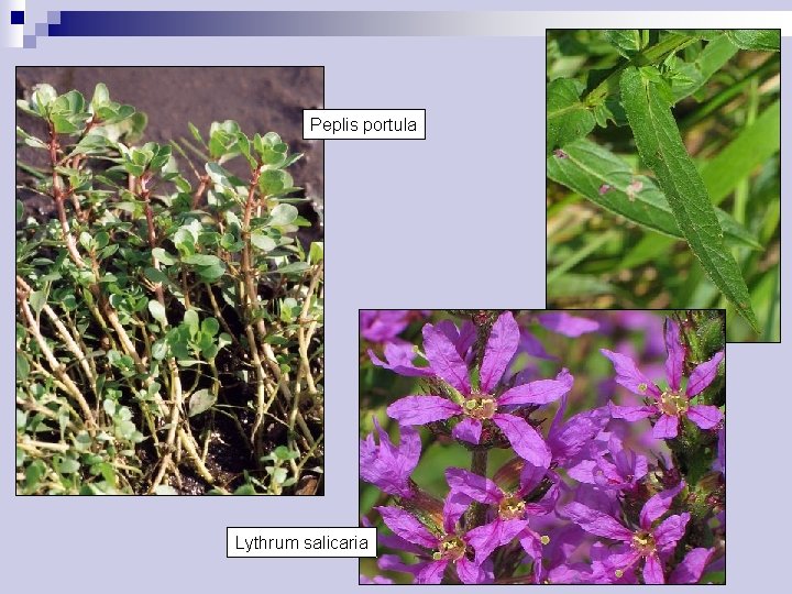 Peplis portula Lythrum salicaria 